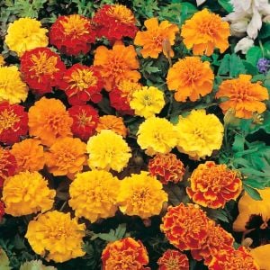 Fransız kadife çiçeği tohumu bodur petite serisi karışım tagetes