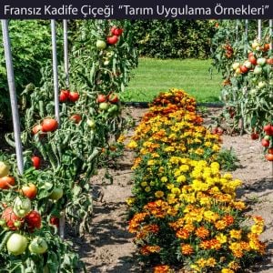 Fransız kadife çiçeği tohumu bodur petite serisi karışım tagetes