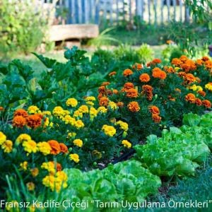 Fransız kadife çiçeği tohumu bodur petite serisi karışım tagetes