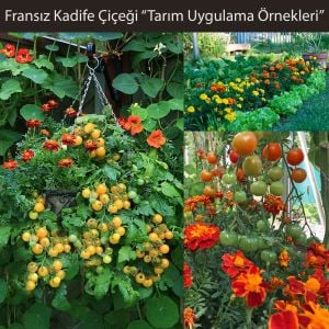 Fransız kadife çiçeği tohumu bodur petite serisi karışım tagetes