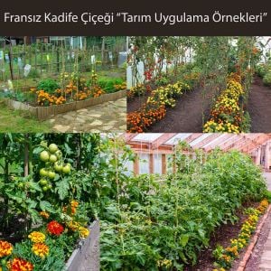 Fransız kadife çiçeği tohumu bodur petite serisi karışım tagetes