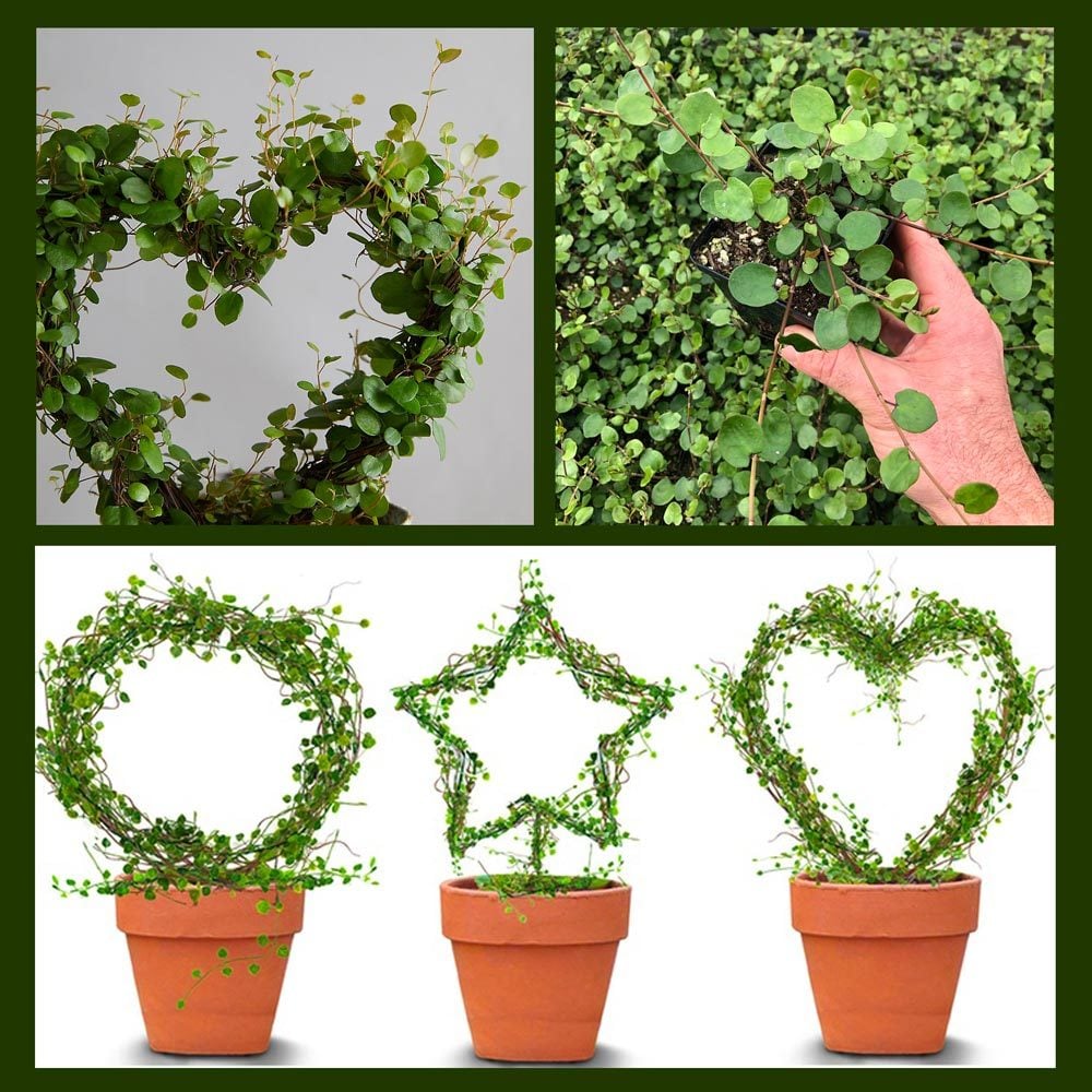 İri yapraklı muehlenbeckia Giga fidesi maidenhair vine creeping wire