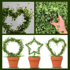 İri yapraklı muehlenbeckia Giga fidesi maidenhair vine creeping wire