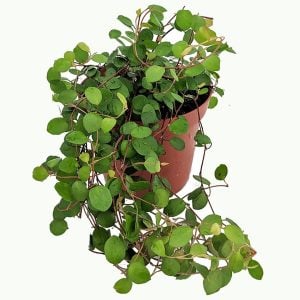 İri yapraklı muehlenbeckia Giga fidesi maidenhair vine creeping wire