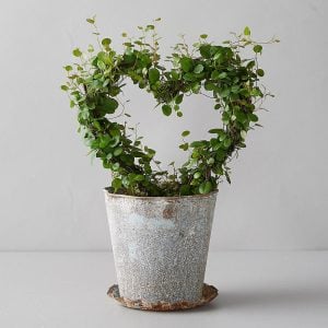 İri yapraklı muehlenbeckia Giga fidesi maidenhair vine creeping wire