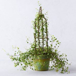 İri yapraklı muehlenbeckia Giga fidesi maidenhair vine creeping wire
