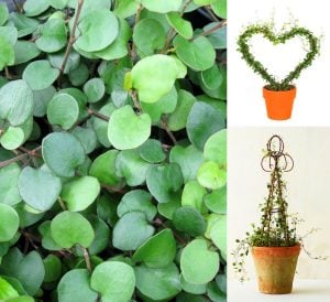 İri yapraklı muehlenbeckia Giga fidesi maidenhair vine creeping wire