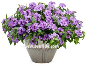 Lavanta sarkan yer minesi çiçeği fidesi verbena samira lavender 7 yada 9 cm saksıda