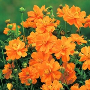 Turuncu kozmos tohumu cosmos sulphureus