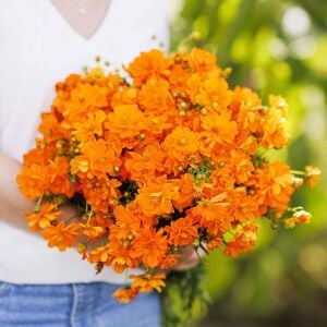 Turuncu kozmos tohumu cosmos sulphureus