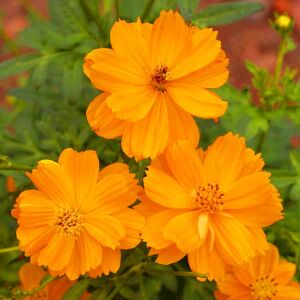 Turuncu kozmos tohumu cosmos sulphureus