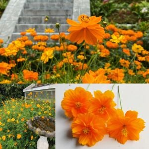 Turuncu kozmos tohumu cosmos sulphureus