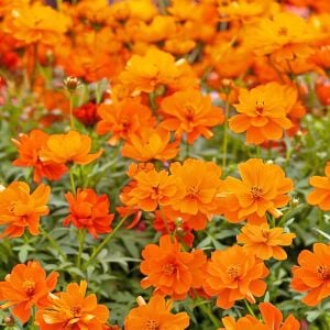 Turuncu kozmos tohumu cosmos sulphureus