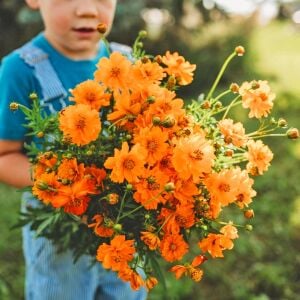 Turuncu kozmos tohumu cosmos sulphureus