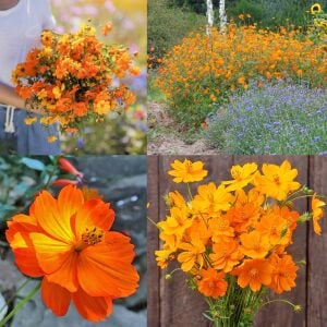 Turuncu kozmos tohumu cosmos sulphureus