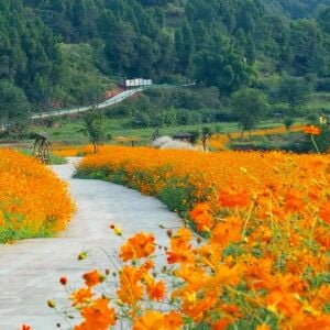 Turuncu kozmos tohumu cosmos sulphureus