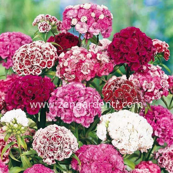 Kokulu karanfil tohumu katmerli dianthus barbadus karışık renkler