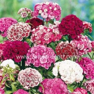 Kokulu karanfil tohumu katmerli dianthus barbadus karışık renkler
