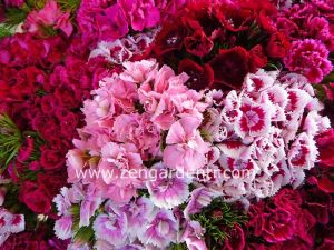 Kokulu karanfil tohumu katmerli dianthus barbadus karışık renkler