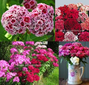 Kokulu karanfil tohumu katmerli dianthus barbadus karışık renkler