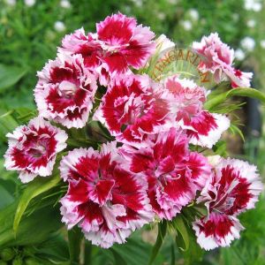 Kokulu karanfil tohumu katmerli dianthus barbadus karışık renkler