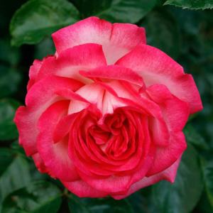 Antike krem kırmızı kontürlü sarmaşık gül fidanı aşılı 3+ yaş