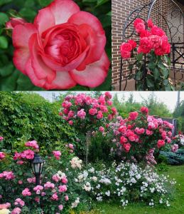 Antike krem kırmızı kontürlü sarmaşık gül fidanı aşılı 3+ yaş