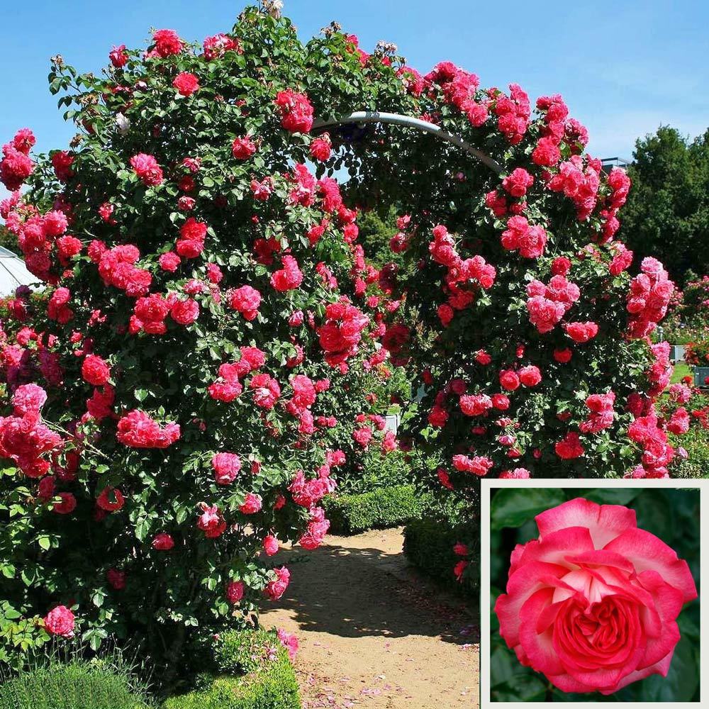 Antike krem kırmızı kontürlü sarmaşık gül fidanı aşılı 3+ yaş