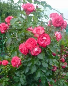 Antike krem kırmızı kontürlü sarmaşık gül fidanı aşılı 3+ yaş