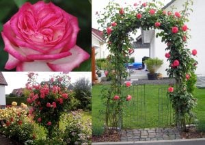 Antike krem kırmızı kontürlü sarmaşık gül fidanı aşılı 3+ yaş