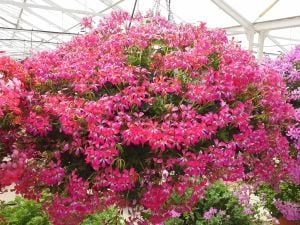 Decora Bicolor çift renk sarkan sakız sardunya fidesi