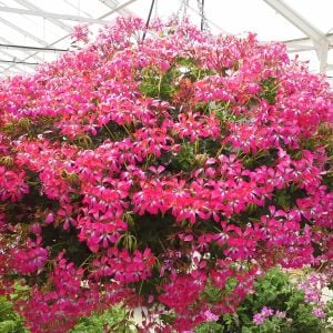 Decora Bicolor çift renk sarkan sakız sardunya fidesi