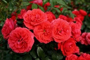 Cherry Girl kokulu gül fidanı aşılı 3+ yaş