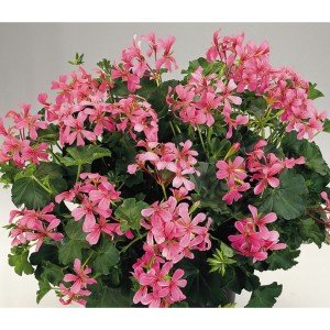 Decora Bicolor çift renk sarkan sakız sardunya fidesi 1 adet fide