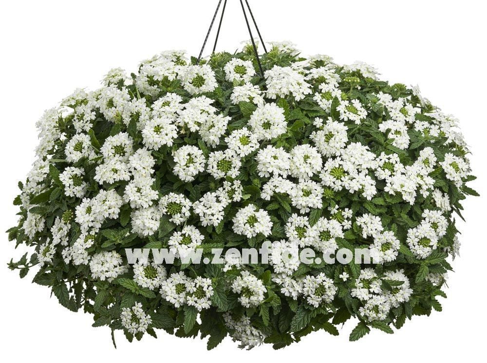 Beyaz sarkan mine çiçeği fidesi verbena samira white 1 fide