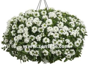 Beyaz sarkan mine çiçeği fidesi verbena samira white 1 fide