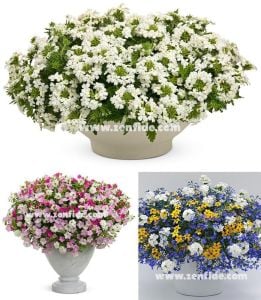 Beyaz sarkan mine çiçeği fidesi verbena samira white 1 fide