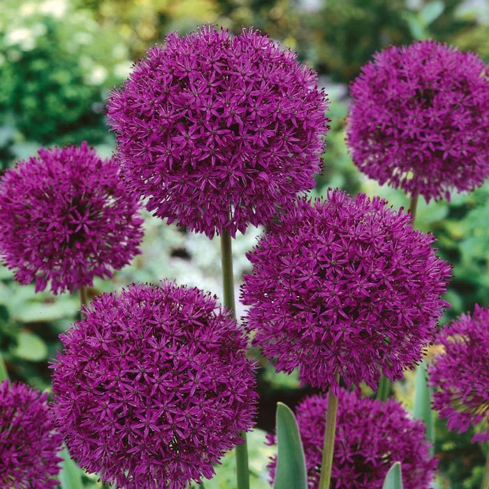 Purple sensations allium soğanı 5 adet ithal