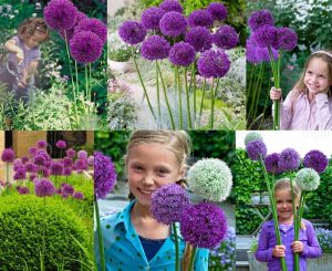 Purple sensations allium soğanı 5 adet ithal