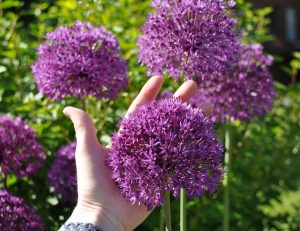 Purple sensations allium soğanı 5 adet ithal