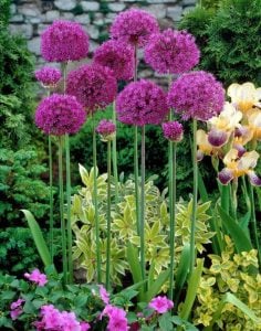 Purple sensations allium soğanı 5 adet ithal