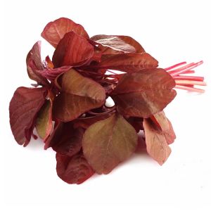 Kırmızı amaranth tohumu geleneksel şifalı amaranthus red garnet