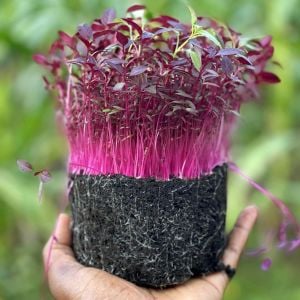 Kırmızı amaranth tohumu geleneksel şifalı amaranthus red garnet