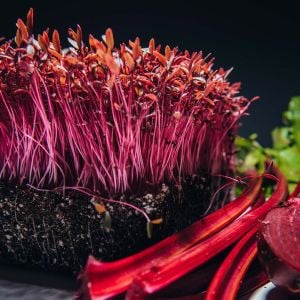 Kırmızı amaranth tohumu geleneksel şifalı amaranthus red garnet