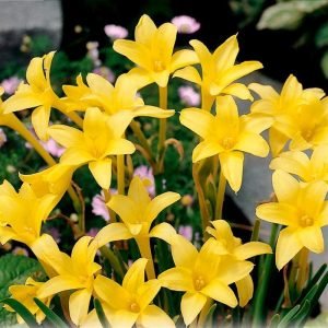 Parfüm kokulu chlidanthus fragrans soğanı Peru nergisi
