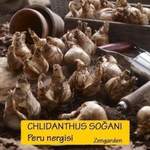 Parfüm kokulu chlidanthus fragrans soğanı Peru nergisi