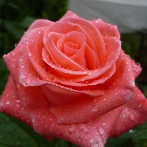 Harmonie yoğun kokulu gül fidanı aşılı 3+ yaş