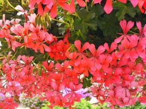 Decora Rose çift renk sarkan sakız sardunya fidesi