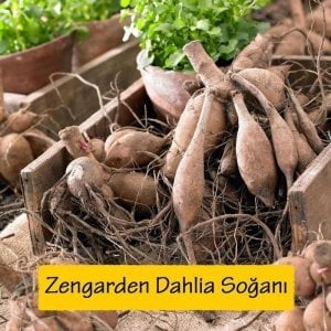 Alfred grille dahlia soğanı ithal yıldız çiçeği dalya