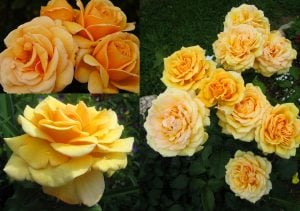 Sarı Kupferkönigin hafif kokulu gül fidanı aşılı 3+ yaş